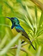 Collared Sunbird