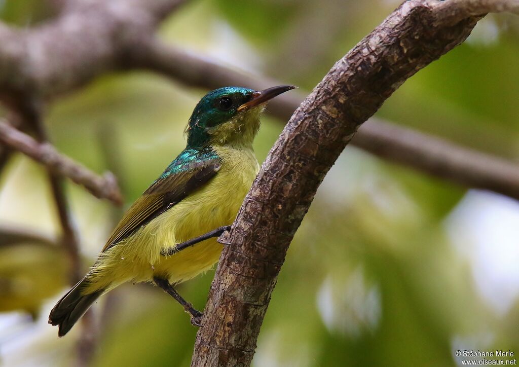 Collared Sunbird female adult