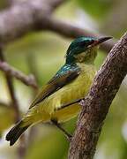 Collared Sunbird