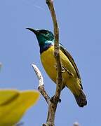 Collared Sunbird