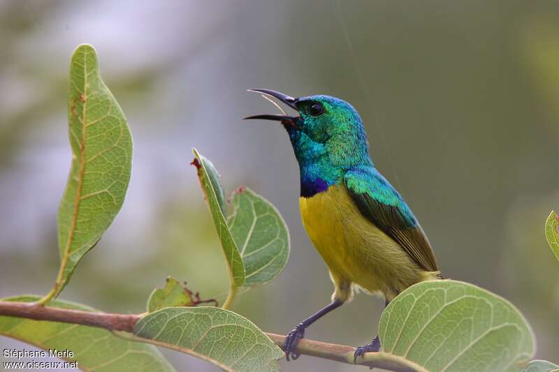 Collared Sunbird male adult, song
