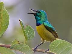 Collared Sunbird