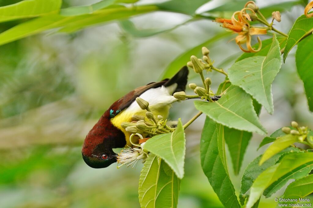 Purple-rumped Sunbird male adult