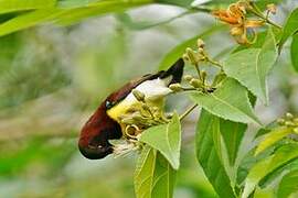 Purple-rumped Sunbird