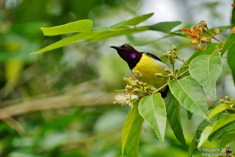 Purple-rumped Sunbird male adult