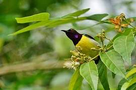 Purple-rumped Sunbird