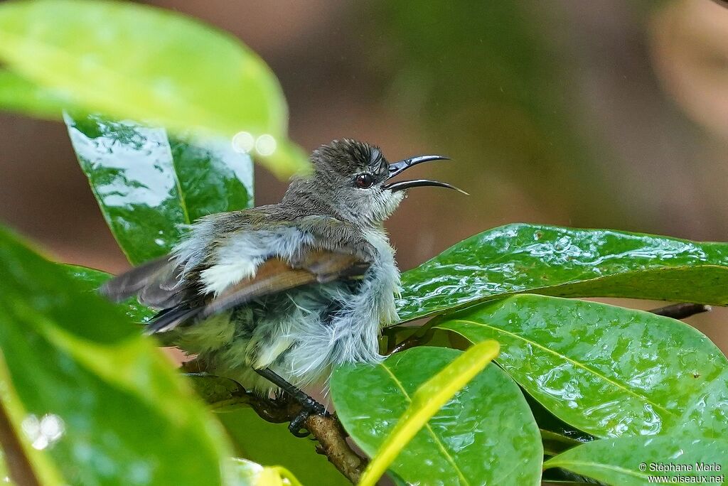 Purple-rumped Sunbird female