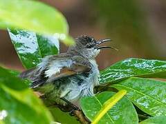 Purple-rumped Sunbird