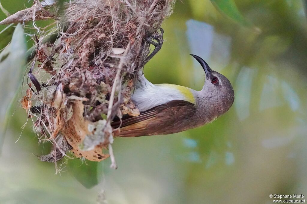 Purple-rumped Sunbird female adult