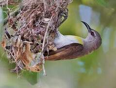 Purple-rumped Sunbird