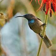 Blue-throated Brown Sunbird