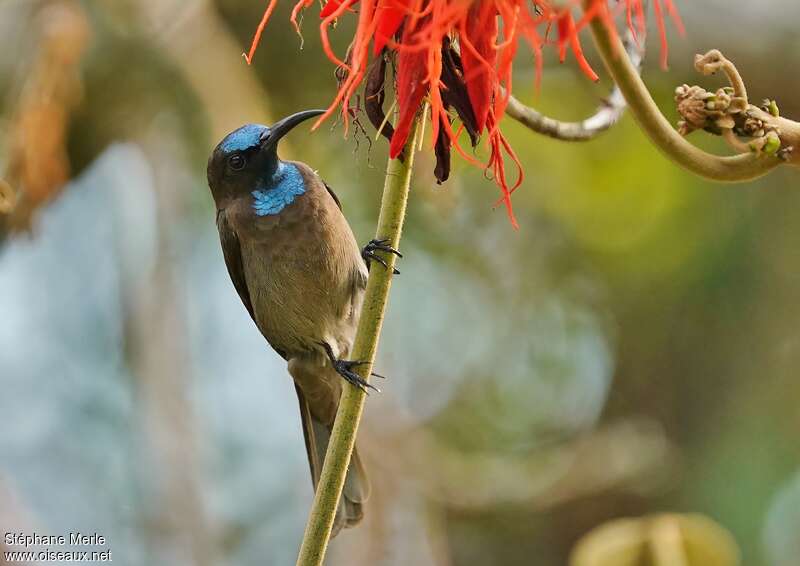 Blue-throated Brown Sunbird male adult, eats