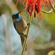 Blue-throated Brown Sunbird