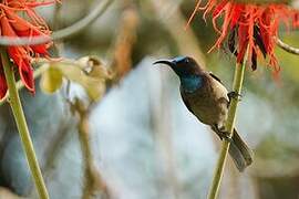 Blue-throated Brown Sunbird