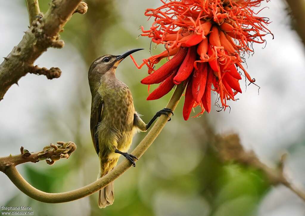 Blue-throated Brown Sunbird female adult, pigmentation, eats