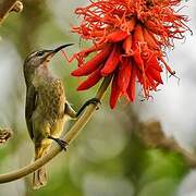 Blue-throated Brown Sunbird