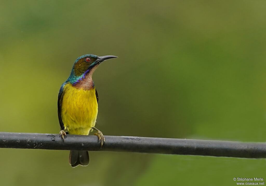 Brown-throated Sunbird male adult