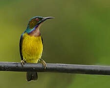 Brown-throated Sunbird