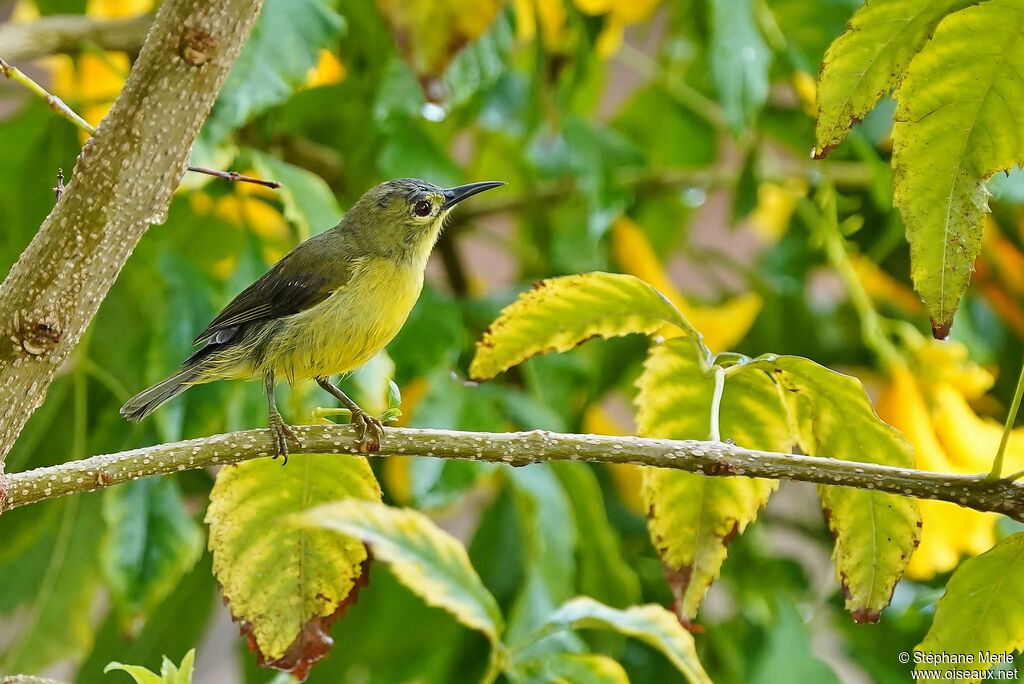 Brown-throated Sunbird female adult