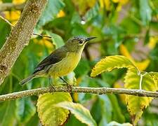 Brown-throated Sunbird