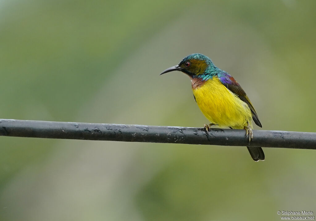 Brown-throated Sunbird male adult