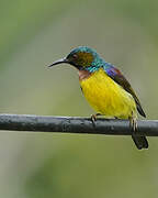 Brown-throated Sunbird