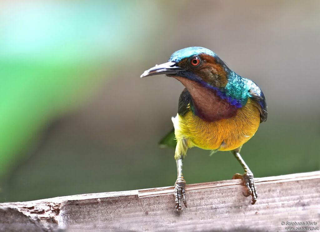 Souimanga à gorge brune