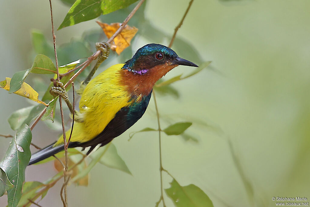 Ruby-cheeked Sunbird