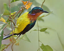 Ruby-cheeked Sunbird