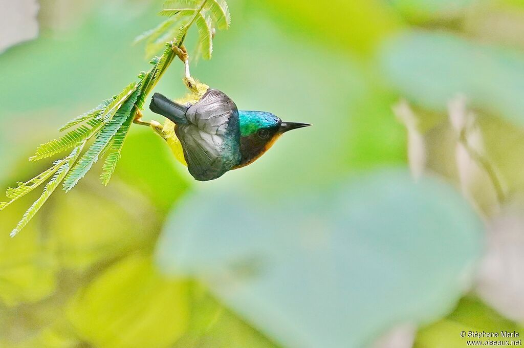 Ruby-cheeked Sunbird male adult