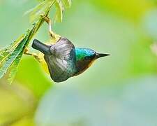 Ruby-cheeked Sunbird