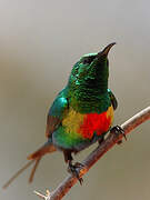 Beautiful Sunbird