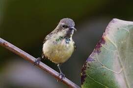 Beautiful Sunbird