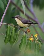 Beautiful Sunbird