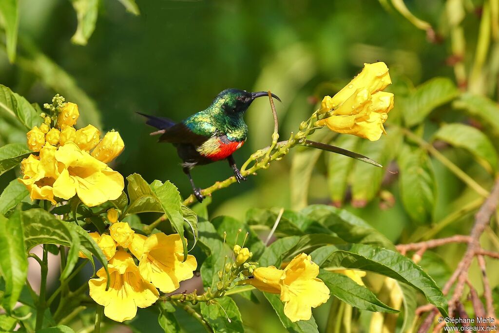 Beautiful Sunbird male adult