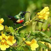 Beautiful Sunbird