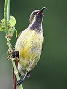 Beautiful Sunbird