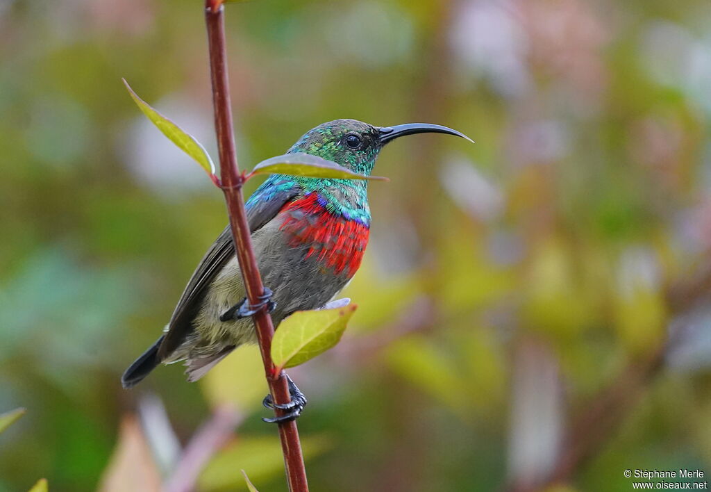 Greater Double-collared Sunbird male adult