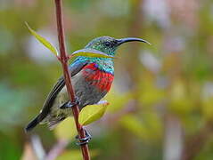 Greater Double-collared Sunbird