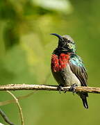 Greater Double-collared Sunbird