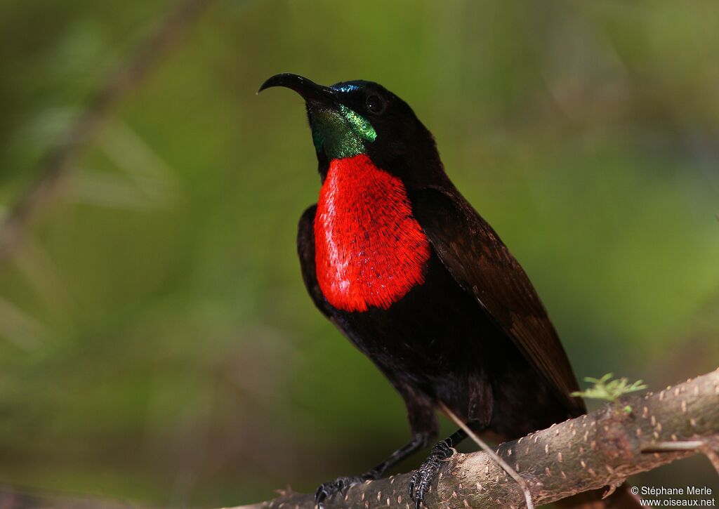 Scarlet-chested Sunbird male adult breeding