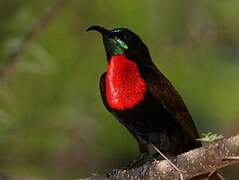 Scarlet-chested Sunbird