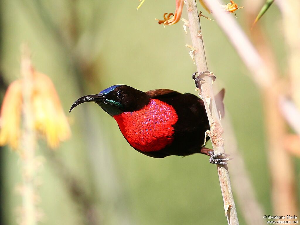 Scarlet-chested Sunbird male adult breeding