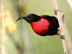 Scarlet-chested Sunbird