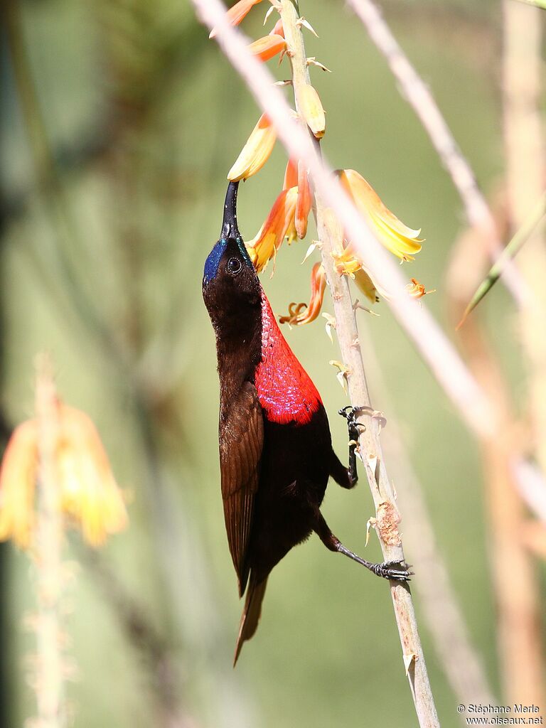 Scarlet-chested Sunbird male adult breeding