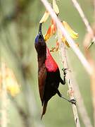 Scarlet-chested Sunbird