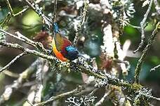 Souimanga à queue verte