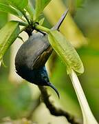 Green-headed Sunbird