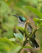 Green-headed Sunbird