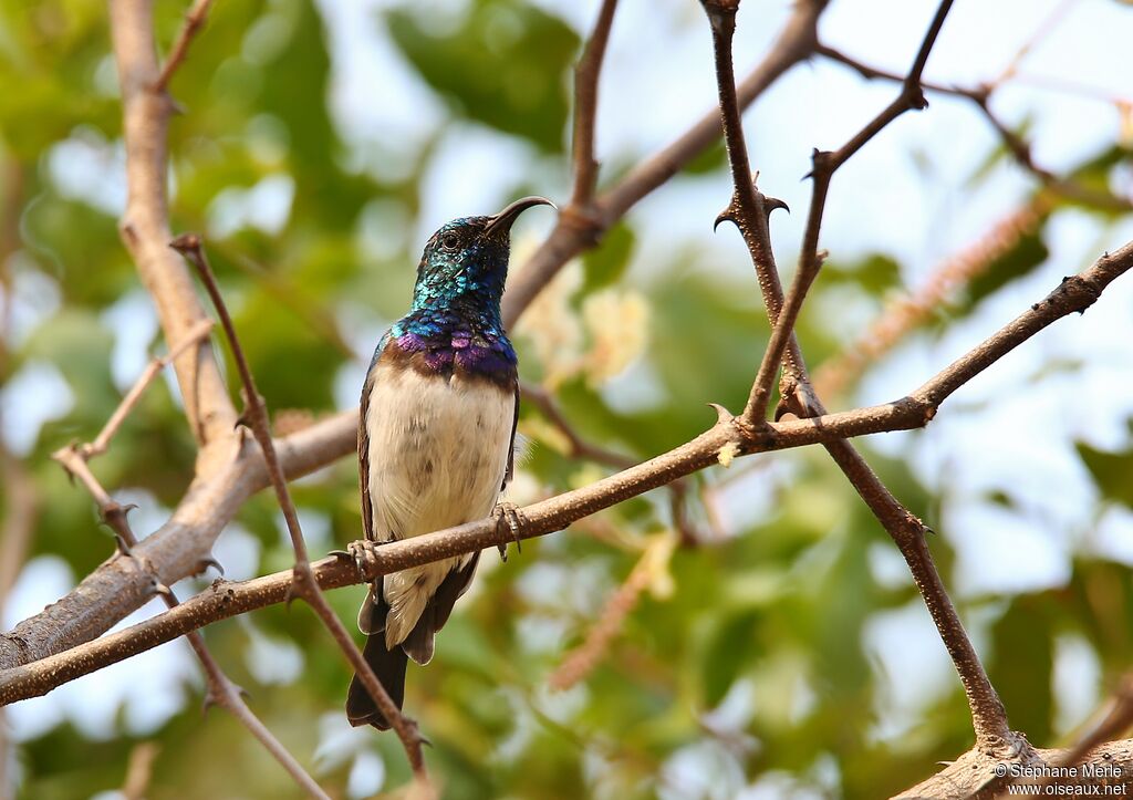 White-bellied Sunbird male adult